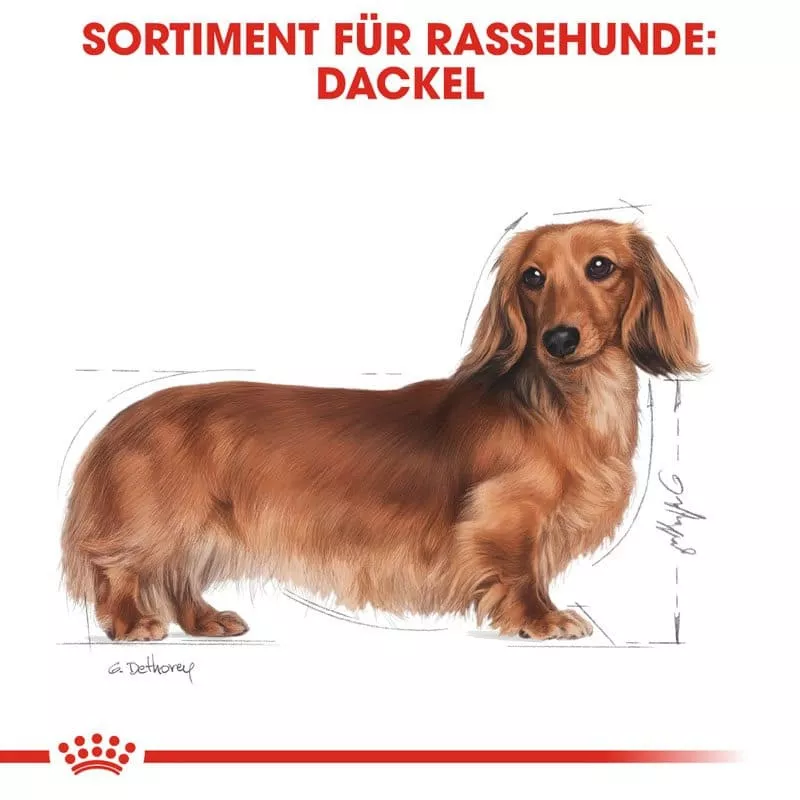 BHN Dachshund 7.5kg